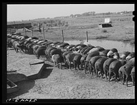 Purebred Hampshires feeding at the Two River Non-Stock Cooperative, a FSA (Farm Security Administration) coop at Waterloo, Nebraska. There are 181 heads of hogs, and their average weight 160 pounds. There are also 40 sows and 219 suckling pigs. Sourced from the Library of Congress.