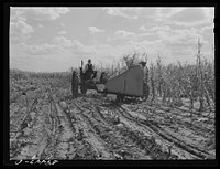 John Nelson, member of FSA (Farm Security Administration) coop, operating corn binder in harvesting. Two River Non-Stock Cooperative, Waterloo, Nebraska. Sourced from the Library of Congress.