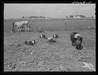 [Untitled photo, possibly related to: Livestock belonging to Harvey Renninger family. Two Rivers Non-Stock Cooperative, a FSA (Farm Security Administration) co-op. Waterloo, Nebraska]. Sourced from the Library of Congress.