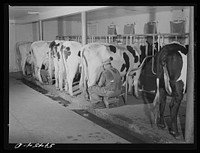Cows being milked in dairy barn at Two River Non-Stock, Cooperative, a FSA (Farm Security Administration) co-op at Waterloo, Nebraska. The dairy herd numbers sixty-seven, all papered Holstein stock. Forty-six head are now being milked. All the whole milk is marketed in Omaha through the Nebraska-Iowa Non-Stock Cooperative Milk Association. The herd ranks among the upper ten in herd production of the herds whose production is marketed through the association. Sourced from the Library of Congress.
