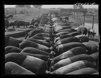 Purebred Hampshires feeding at the Two River Non-Stock Cooperative, a FSA (Farm Security Administration) co-op at Waterloo, Nebraska. There are 181 head of hogs, and their average weight 160 pounds. There are also 40 sows and 219 suckling pigs. Sourced from the Library of Congress.