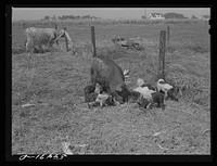 Livestock belonging to Harvey Renninger family. Two Rivers Non-Stock Cooperative, a FSA (Farm Security Administration) co-op. Waterloo, Nebraska. Sourced from the Library of Congress.