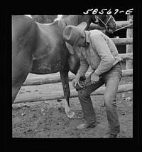 Removing horseshoes at the end of the summer season before turning the horses out on the range for the winter. In the corral at Quarter Circle U, Brewster-Arnold Ranch Company. Birney, Montana. Sourced from the Library of Congress.