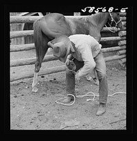 [Untitled photo, possibly related to: Removing horseshoes at the end of the summer season before turning the horses out on the range for the winter. In the corral at Quarter Circle U, Brewster-Arnold Ranch Company. Birney, Montana]. Sourced from the Library of Congress.