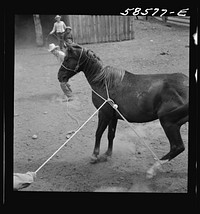 Catching, roping and tying horses in the corral to remove their shoes at the end of the summer season before turning the horses out on the range for the winter. Quarter Circle U, Brewster-Arnold Ranch Company. Birney, Montana. Sourced from the Library of Congress.
