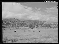 Hereford ranch cattle on grazing land near Birney, Montana. Sourced from the Library of Congress.