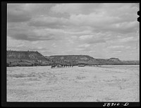 [Untitled photo, possibly related to: Ranch horses on grazing land near Lame Deer, Montana]. Sourced from the Library of Congress.