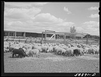 [Untitled photo, possibly related to: Sheep raised by Edmund Crawford in pens before loading and shipping in freight cars. Craig, Colorado]. Sourced from the Library of Congress.