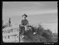 Helper on wagonload of wheat to be threshed on Beerman's ranch at Emblem, Wyoming. He has about 150 acres in all (quarter section), about forty-three in wheat; the rest in oats, beans, and alfalfa. This year they are getting between fifty-five and sixty bushels wheat per acre, whereas ordinarily he gets about forty bushels per acre. He has lived on the place forty years, owned it for the past twenty years.. Sourced from the Library of Congress.