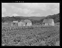 Home and garden. Tygart Valley Homesteads, West Virginia. Sourced from the Library of Congress.