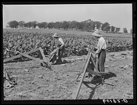 Daughters of tobacco farmer spearing tobacco leaves. Dane County, Wisconsin. Sourced from the Library of Congress.