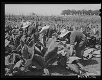 [Untitled photo, possibly related to: Cutting tobacco leaves. Dane County, Wisconsin. This tobacco is used in manufacture of cigars]. Sourced from the Library of Congress.