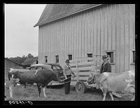 [Untitled photo, possibly related to: One of the bulls in FSA (Farm Security Administration)-financed bull cooperative. This bull is transported to farms of rehabilitation clients for service. Itasca County, Minnesota]. Sourced from the Library of Congress.