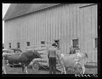 [Untitled photo, possibly related to: One of the bulls in FSA (Farm Security Administration)-financed bull cooperative. This bull is transported to farms of rehabilitation clients for service. Itasca County, Minnesota]. Sourced from the Library of Congress.