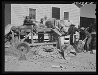 Sorting and grading and bagging early potatoes to be hauled by truck and shipped to all parts of the country. Gilcrest, Colorado. Sourced from the Library of Congress.