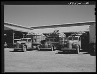 Truckloads of potatoes in front of sorting, grading and bagging sheds. From here they are shipped to all parts of the country. Gilcrest, Colorado. Sourced from the Library of Congress.