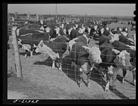 Fattening Hereford feeder cattle. Lincoln, Nebraska. Sourced from the Library of Congress.
