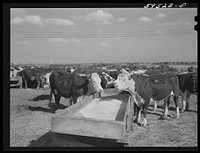 [Untitled photo, possibly related to: Fattening Hereford feeder cattle. Lincoln, Nebraska]. Sourced from the Library of Congress.