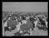 [Untitled photo, possibly related to: Fattening Hereford feeder cattle. Lincoln, Nebraska]. Sourced from the Library of Congress.