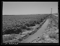 [Untitled photo, possibly related to: Irrigation ditch around field of sugar beets near Mitchell, Nebraska]. Sourced from the Library of Congress.