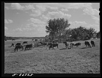 Stock cattle herd consisting of forty-six head of Hereford cows and spring calves at Two Rivers Non-Stock Cooperative, a FSA (Farm Security Administration) co-op. Waterloo, Nebraska. Sourced from the Library of Congress.