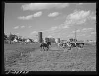 Cows entering the barn to be milked. Two River Non-Stock Cooperative, FSA (Farm Security Administration) co-op, Waterloo, Nebraska. The dairy herd numbers sixty-seven, all papered Holstein stock, forty-six head is now being milked; all the whole milk is being marketed in Omaha through the Nebraska-Iowa Non-Stock Cooperative Milk Association. The herd ranks among the upper ten in herd production of the herd whose production is marketed through the association. Sourced from the Library of Congress.