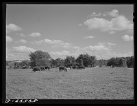 [Untitled photo, possibly related to: Herd of stock cattle consisting of forty-six head of Hereford cows and spring calves at the FSA (Farm Security Administration) Two Rivers Non-Stock Cooperative]. Sourced from the Library of Congress.
