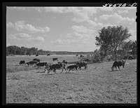 Herd of stock cattle consisting of forty-six head of Hereford cows and spring calves at the FSA (Farm Security Administration) Two Rivers Non-Stock Cooperative. Sourced from the Library of Congress.