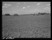 Field of alfalfa at Two Rivers Non-Stock Cooperative, a FSA (Farm Security Administration) co-op. Waterloo, Nebraska. Sourced from the Library of Congress.