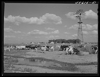 Cows by the windmill and water hole being driven to the barn to be milked. Two Rivers Non-Stock Cooperative, a FSA (Farm Security Administration) co-op at Waterloo, Nebraska (see 59454-D). Sourced from the Library of Congress.