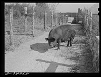 One of the sows bred and raised on Tom Reed farm. They have about 300 hogs, all raised there. Mr. Reed said they had not bought any hogs since his father first came to this place about fifty years ago. He says, "I like hogs. I'm more a hog farmer than a cattle rancher, I guess, even though I have a lot of cattle I feed and market. Sourced from the Library of Congress.