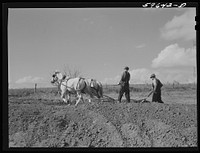 Hired help building a dam for a reservoir to water cattle and livestock on Tom Reed farm. Lexington, Nebraska. Sourced from the Library of Congress.