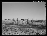 [Untitled photo, possibly related to: Threshing beans in the North Platte River Valley, Nebraska]. Sourced from the Library of Congress.