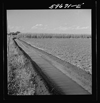 Irrigation ditch going through alfalfa, and cornfield. Two Rivers Non-Stock Cooperative Company, FSA (Farm Security Administration) cooperative. Waterloo, Nebraska. Sourced from the Library of Congress.