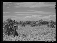 [Untitled photo, possibly related to: A.E. Scott and his son Charles tying up shocks of sorghum cane for livestock fodder on their farm northeast of Scottsbluff, Nebraska. See general caption number one]. Sourced from the Library of Congress.