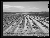 Poor potato crop in the dry land area in the Sandhills northeast of Scottsbluff, Nebraska (see general caption number 1). Sourced from the Library of Congress.