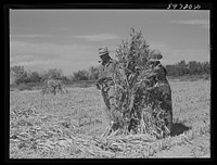 [Untitled photo, possibly related to: A.E. Scott and his son Charles tying up shocks of sorghum cane for livestock fodder on their farm northeast of Scottsbluff, Nebraska. See general caption number one]. Sourced from the Library of Congress.