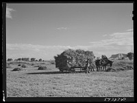 Taking in the hay on Scottsbluff Farmsteads, FSA (Farm Security Administration) project. Scottsbluff, Nebraska. Sourced from the Library of Congress.