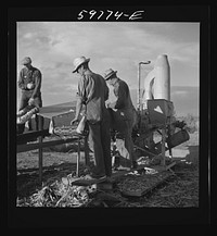 [Untitled photo, possibly related to: Filling the trench silo on Scottsbluff Farmsteads, FSA (Farm Security Administration) project. Scottsbluff, Nebraska]. Sourced from the Library of Congress.
