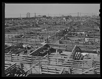 Cattle being inspected by commission men and buyers before auction sale. Union Stockyards, Omaha, Nebraska. Sourced from the Library of Congress.