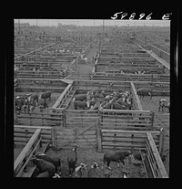 [Untitled photo, possibly related to: Cattle in pens at Union Stockyards before auction sale. Omaha, Nebraska]. Sourced from the Library of Congress.