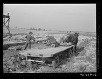 Planting cantaloupes. Deshee Unit, Wabash Farms, Indiana. Plants are removed from nursery beds and hauled by wagon to a nearby field where the planting crew is at work. Sourced from the Library of Congress.