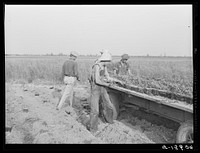 Cantaloupe planting. Deshee Unit, Wabash Farms, Indiana. The planting crew lay the plants alongside furrows, a few feet apart, and then go down the line covering up each one. Sourced from the Library of Congress.