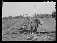 Family of migrant fruit worker camped along railroad tracks. Berrien County, Michigan. Sourced from the Library of Congress.