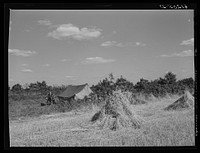 Tent of migrant berry picker. Berrien County, Michigan. Sourced from the Library of Congress.