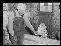 Old rehabilitation borrower with young calf. Door County, Wisconsin. Sourced from the Library of Congress.