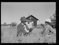 [Untitled photo, possibly related to: FSA (Farm Security Administration) rehabilitation borrower in field of oats with county supervisor. Door County, Wisconsin]. Sourced from the Library of Congress.