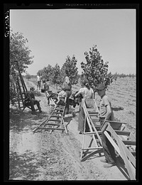 [Untitled photo, possibly related to: Orchard boss directing cherry pickers to unpicked trees. Door County, Wisconsin]. Sourced from the Library of Congress.