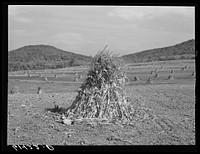 Corn shocks on Phil Gay's farm in the Scioto River valley at the foot of the hills. Ross County, Ohio. Sourced from the Library of Congress.