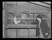 Mrs. Amundson in chicken house. Red River Valley Farms, North Dakota. Sourced from the Library of Congress.